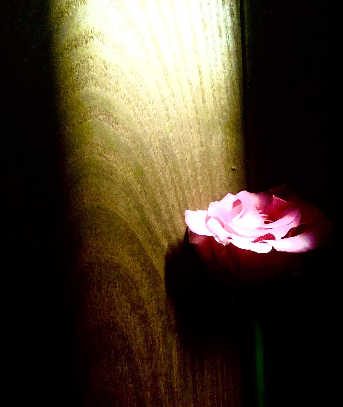 盛開的玫瑰 (1/3)